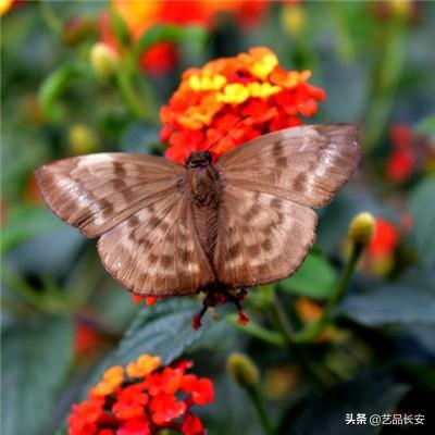 宇通客车股价连续3天上涨累计涨幅6%，新华基金旗下1只基金持37.78万股，浮盈赚取69.14万元